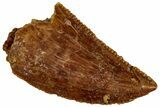 Serrated, Raptor Tooth - Real Dinosaur Tooth #296756-1